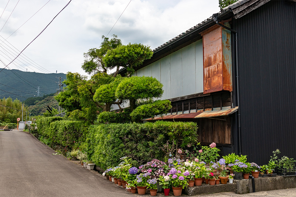 金谷の茶農家