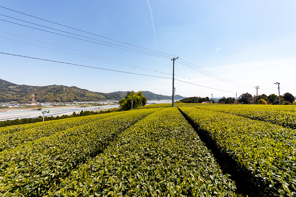 金谷茶の茶畑