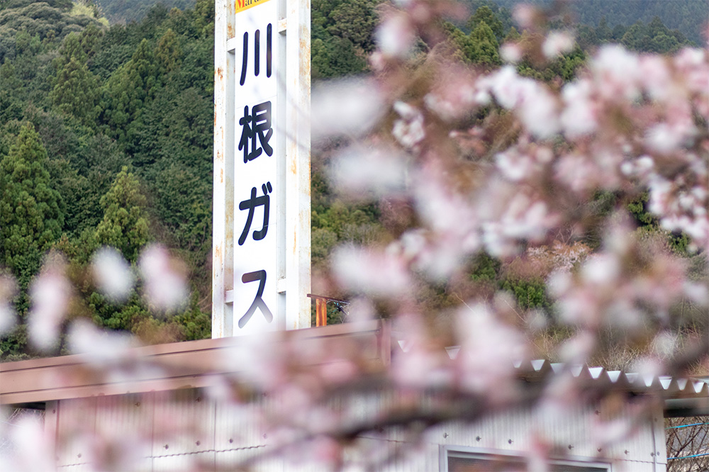 桜の季節の川根ガス
