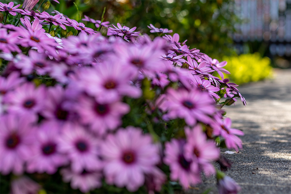 植敏造園で植えた花